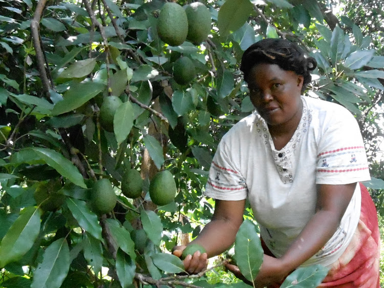 Margaret Wamithwe, avocado farmer in Kandara sub county picking her fruits.