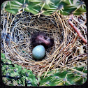 Curved bill thrasher