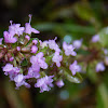 Wild thyme