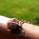 female Arabesque Orb Weaver