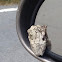 Cope's Gray Treefrog