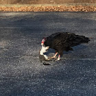 Turkey Vulture