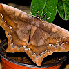 Giant Silk Moth