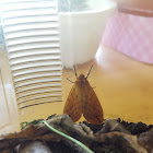 Isabella Moth