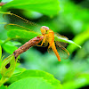 Crimson darter or Scarlet skimmer