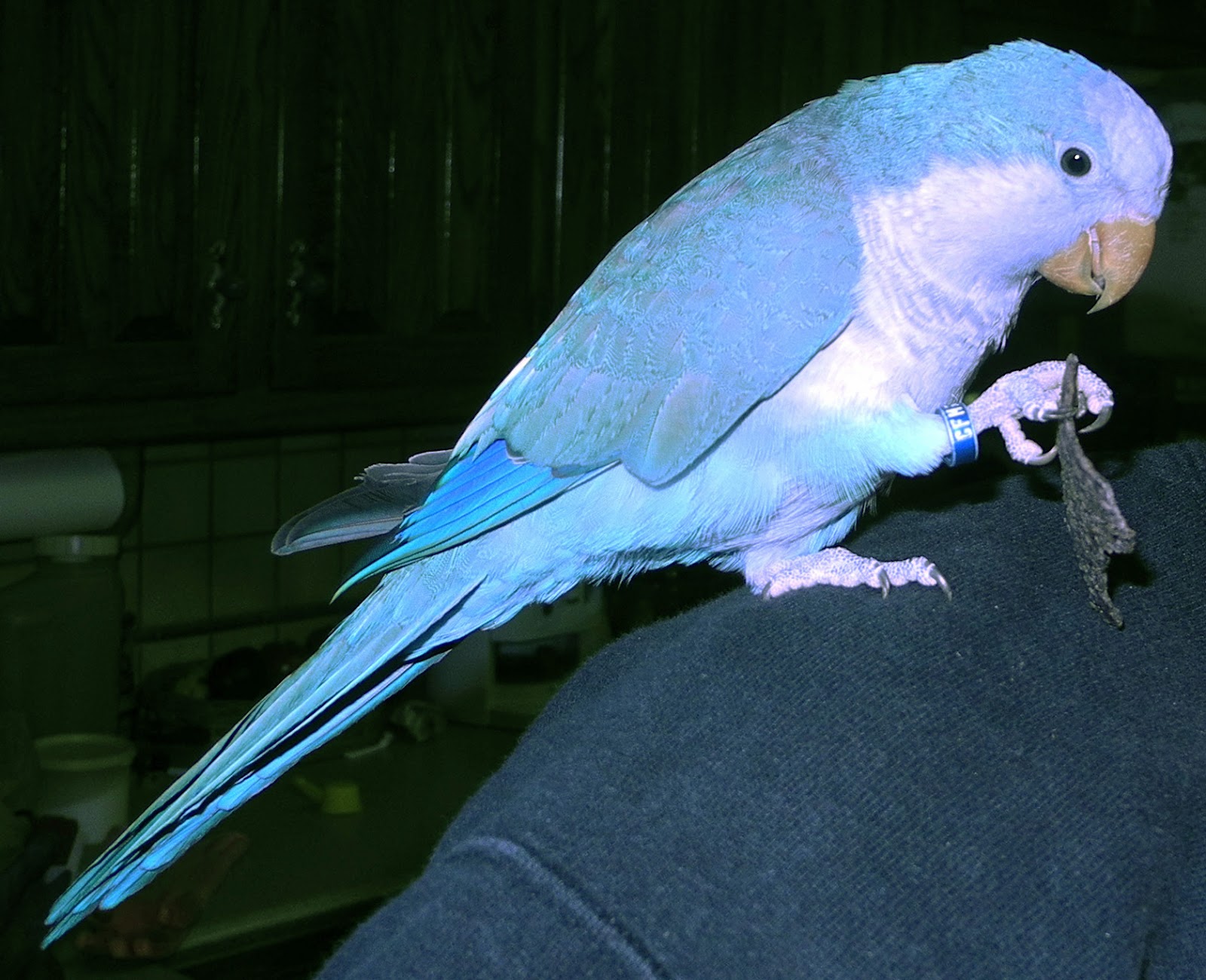 blue-quaker-parrot-lifespan-personality-food-and-care