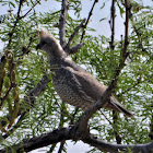 Northern scaled quail