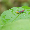 Red-banded Leafhopper