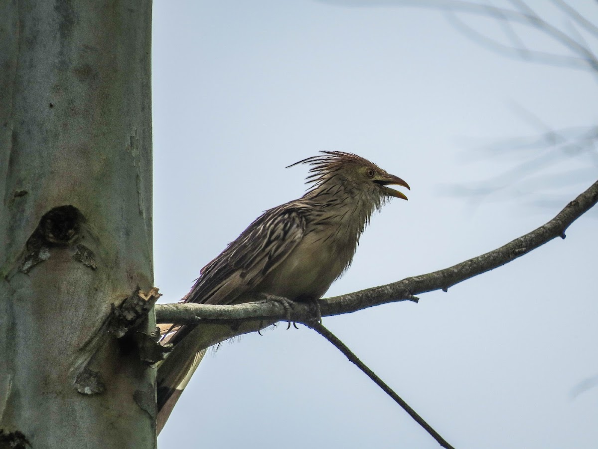 Guira cuckoo