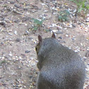 Eastern Gray Squirrel