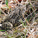 Fowler's toad