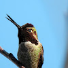 anna's hummingbird