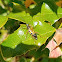 Flower Longhorn Beetle