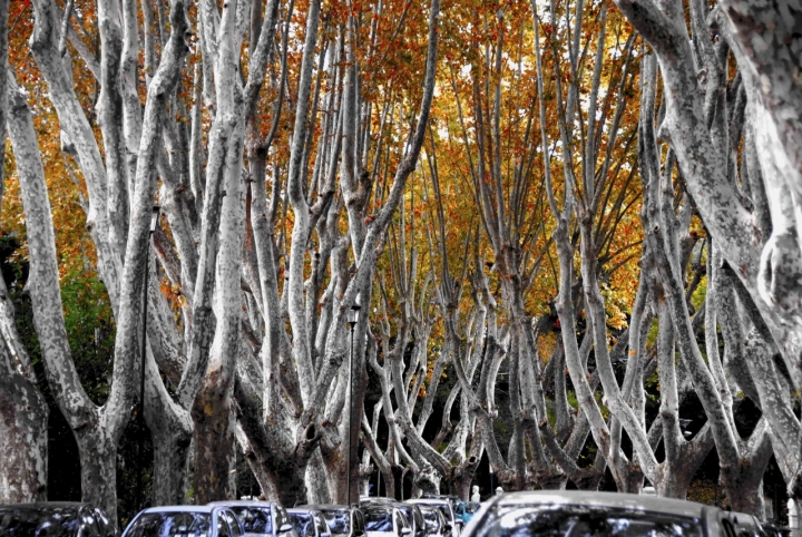 L'effetto ottico dell'autunno di Maurizio Valentini