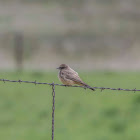 Say's Phoebe