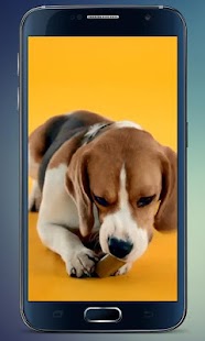 How to download Beagle Puppy Live Wallpaper 2.0 mod apk for pc