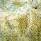 White Encrusting Zoanthid