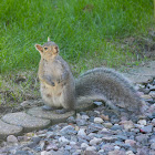 Gray Squirrel