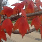 Red Maple