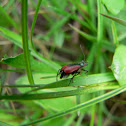 Scarlet Malachite Beetle