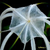 SPIDER LILY