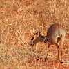 Dik-Dik