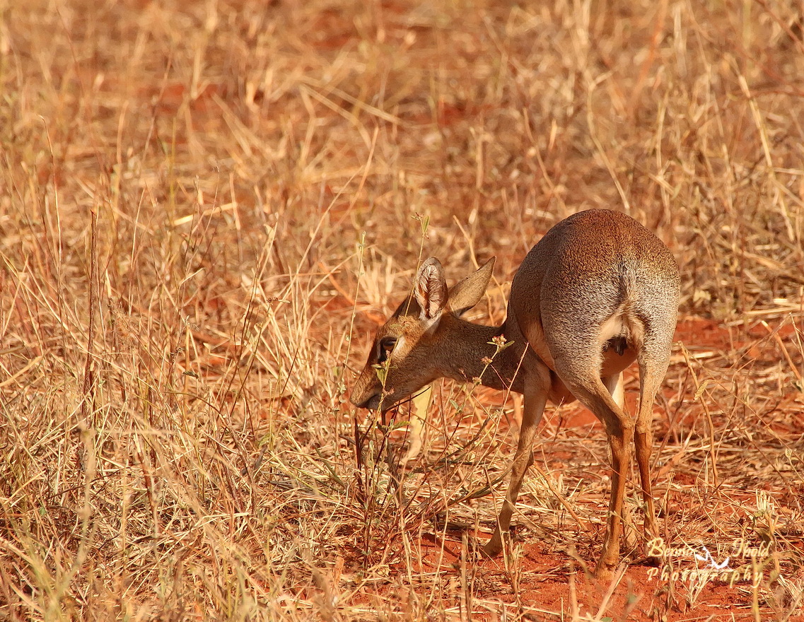 Dik-Dik