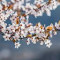 Item logo image for PEACH BLOSSOM Theme