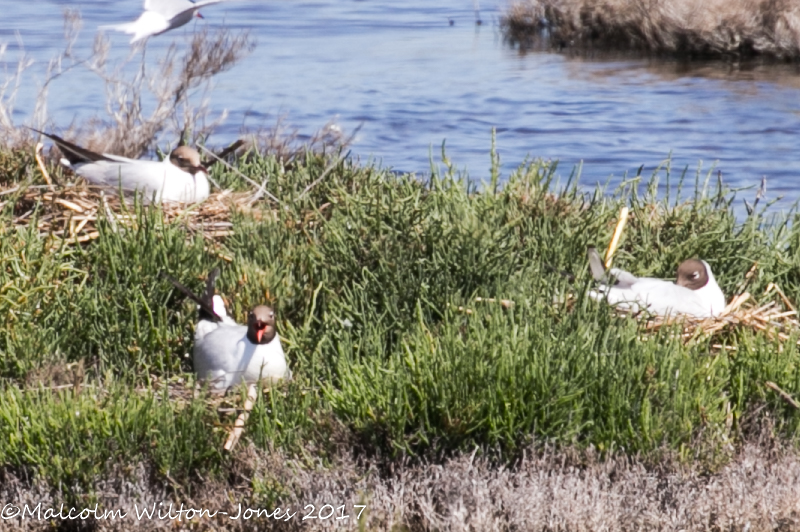 Black-headed Gull; Gaviota Reidora