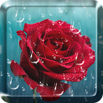 Cover Image of Download Rose Raindrop Live Wallpaper 1.0.5 APK