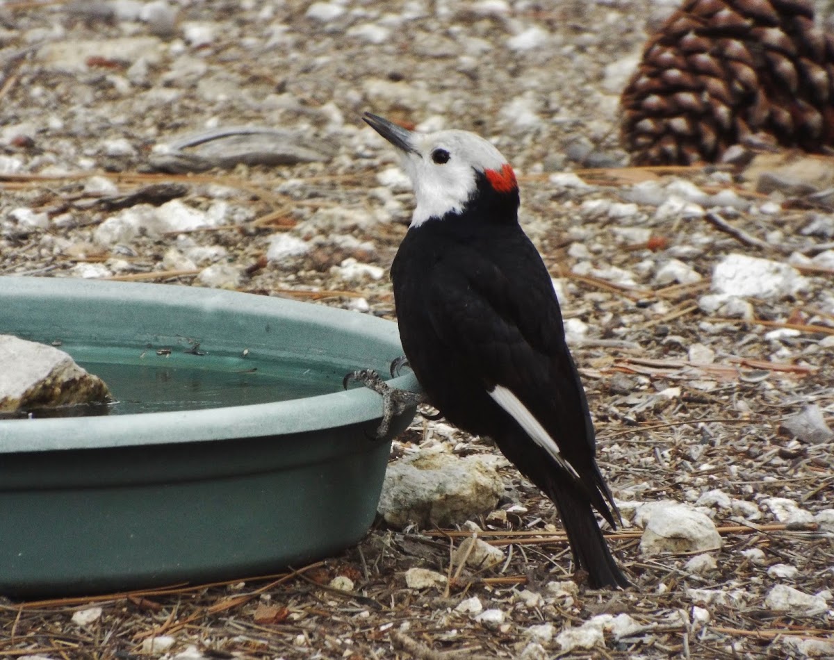 White-headed Woodpecker