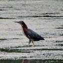 Green heron