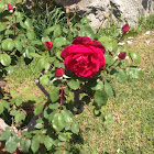 Rosa