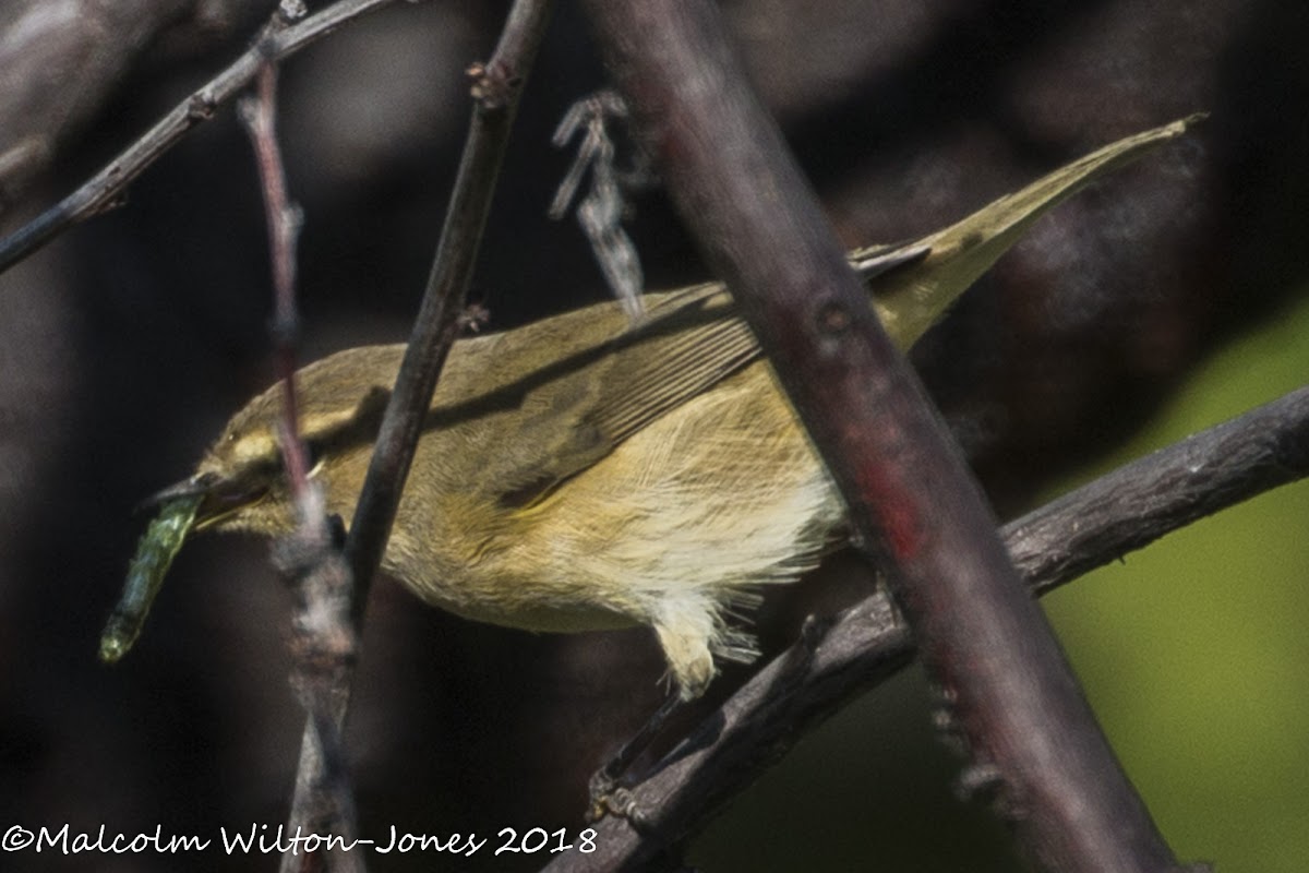 Chiffchaff; Mosquitero Común