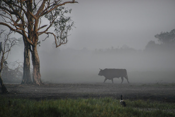 Alba nella savana di umby2001