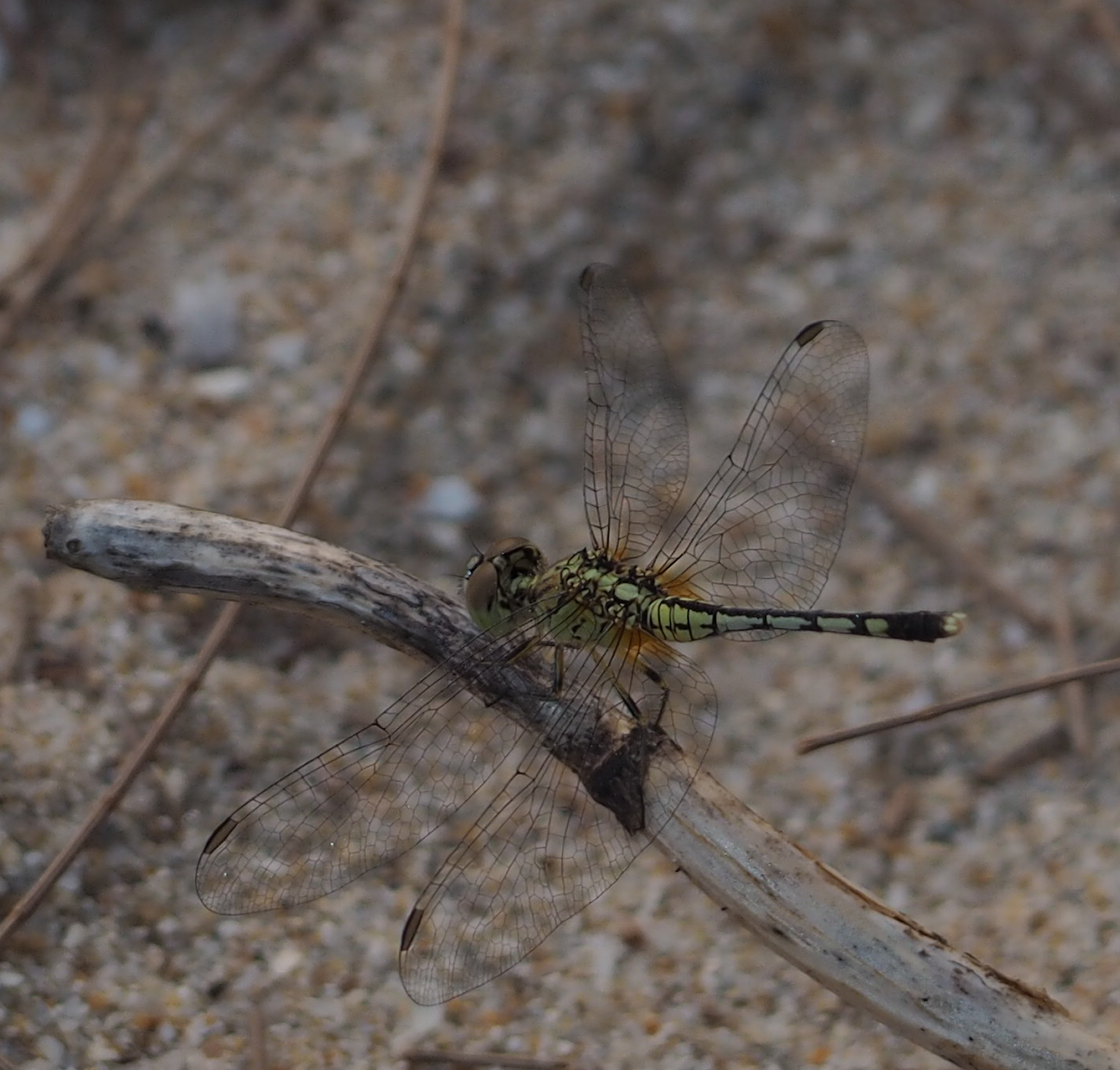 Ground Skimmer