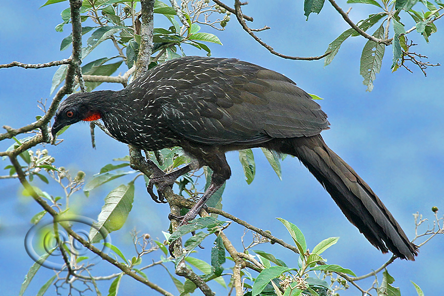 Jacuaçu - (Dusky-legged Guan)