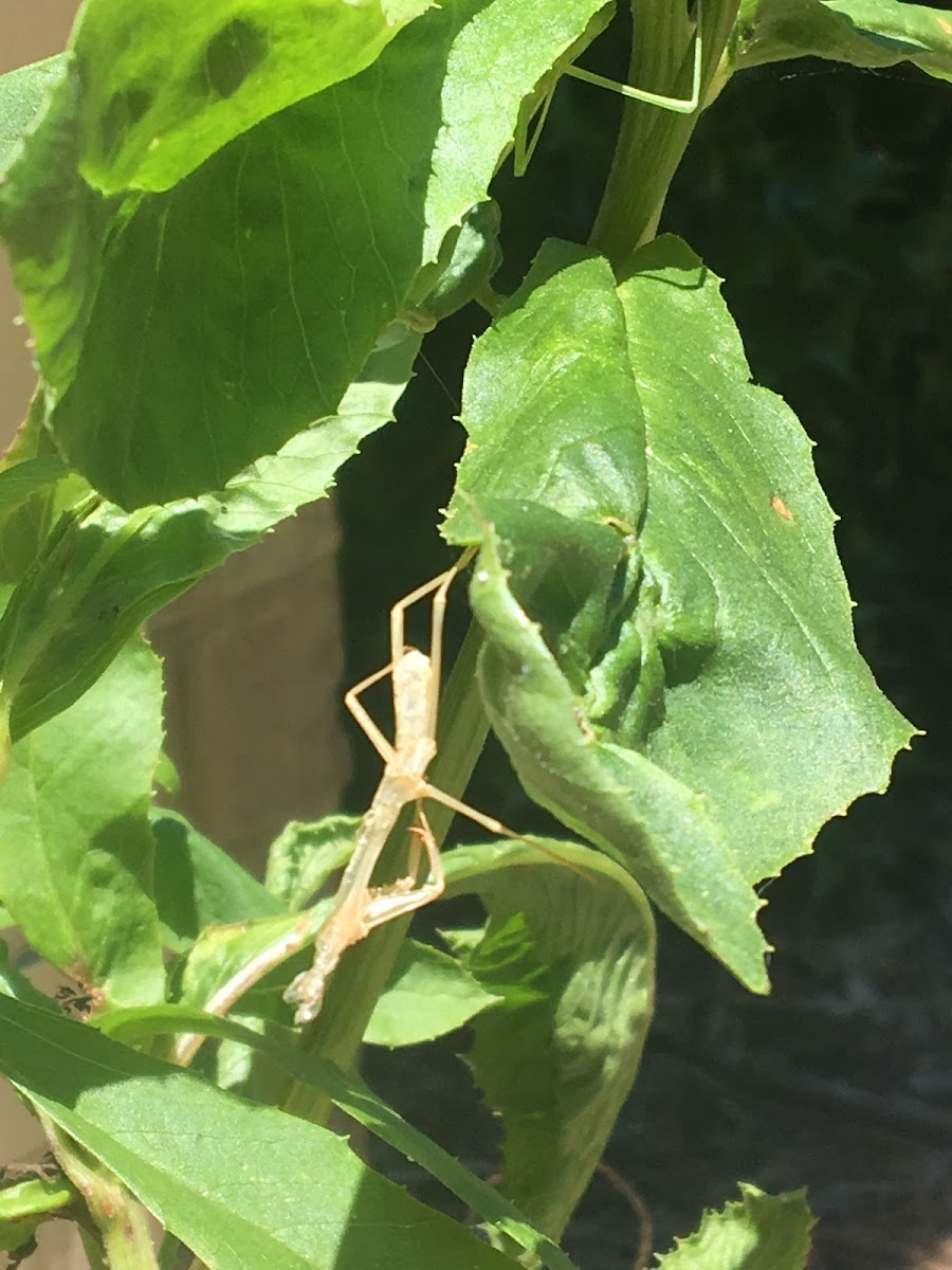 Molting Carolina Mantis