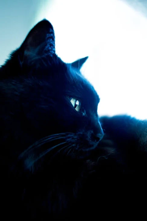「黒猫と美女」のメインビジュアル