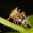 Spiked treehopper