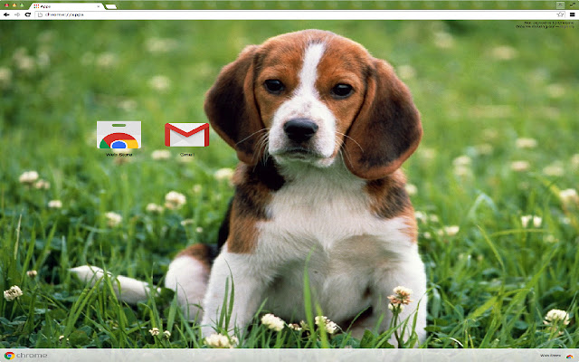 Beagle Dog chrome extension