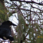 Pied Currawong