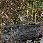 Savannah sparrow