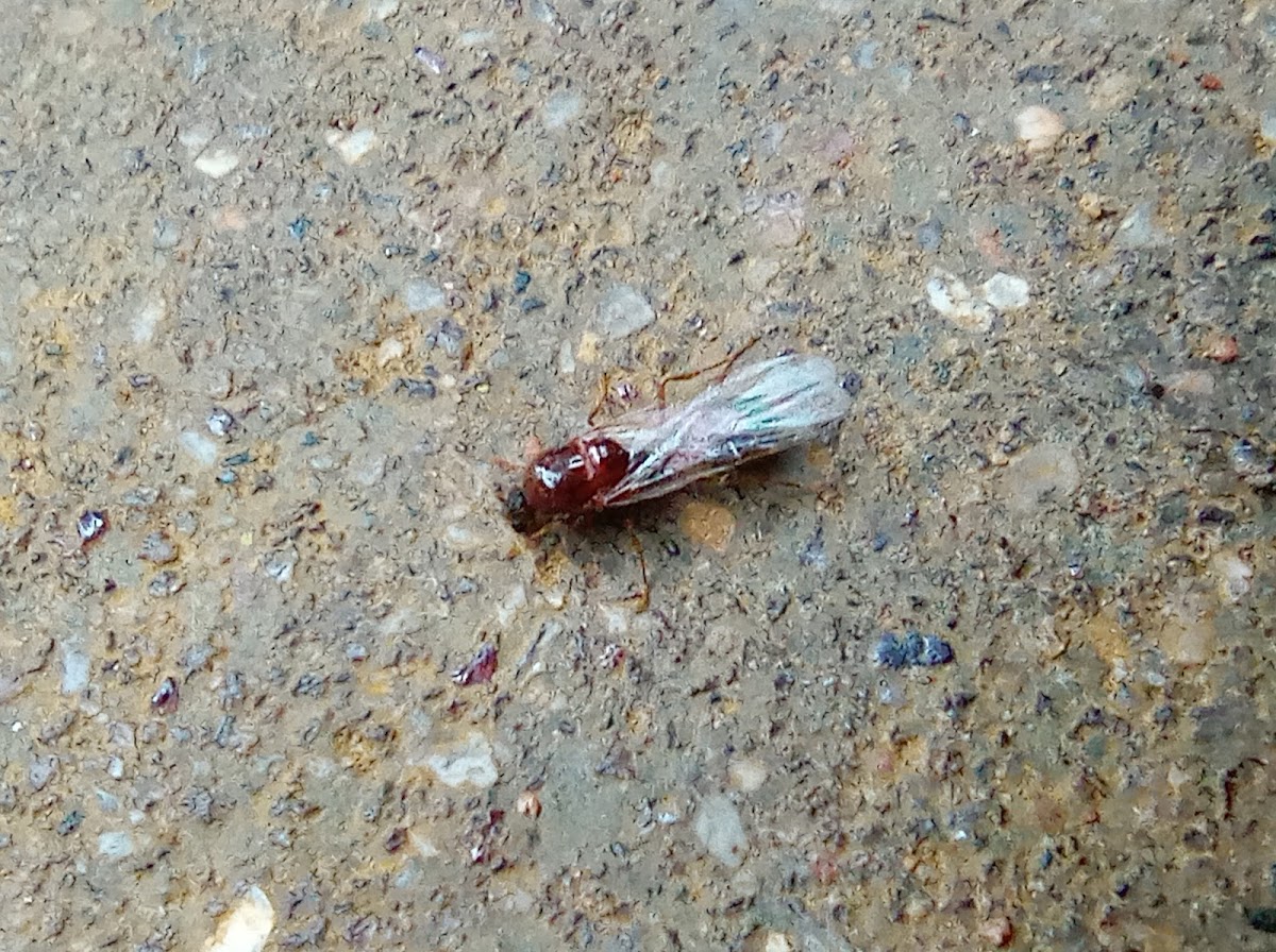 Red imported fire ant