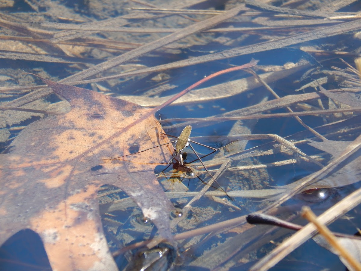 Water Strider