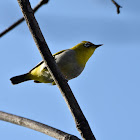 Japanese white-eye