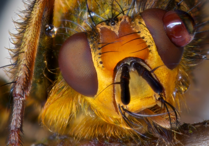 Mosca di manzoni michel