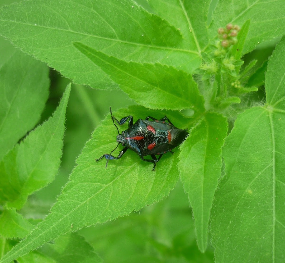 Florida Predatory Stink Bug