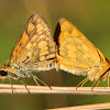 Common Grass Dart Butterfly