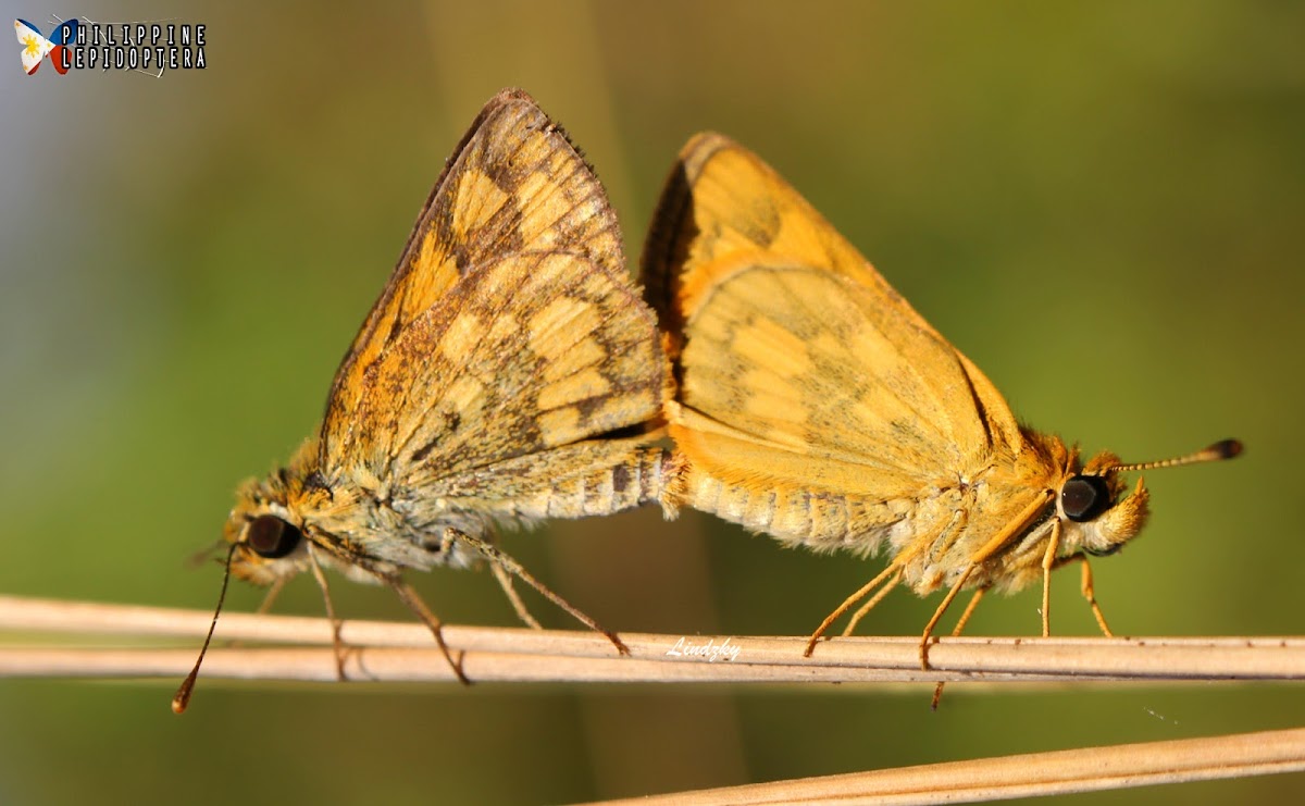 Common Grass Dart Butterfly